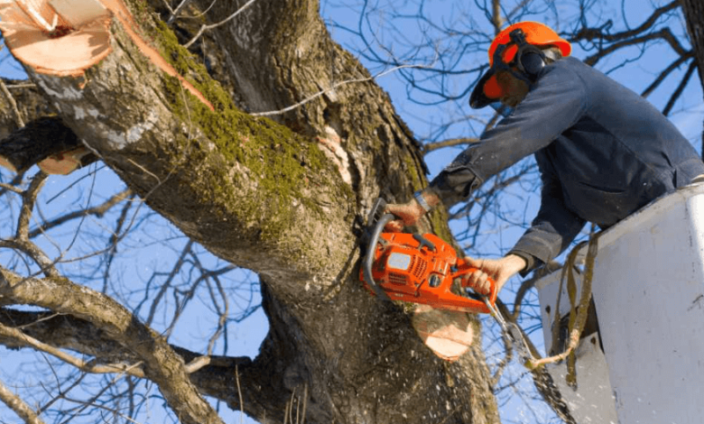Does Tree Removal Require a Professional in Alabama?
