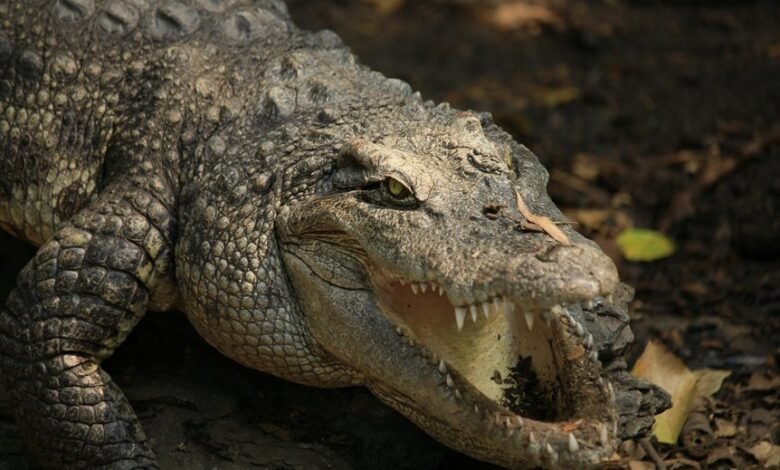 digital apex fusion edge details